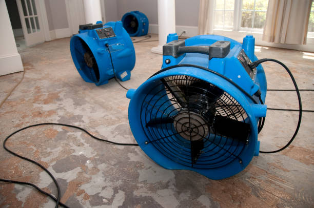 Best Mold removal after water damage  in Wyndmoor, PA